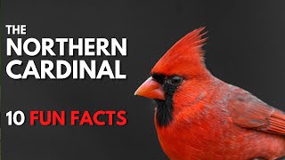 The NORTHERN CARDINAL | 10 FACTS about them