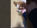 ママを溺愛するパピヨン 子犬 dog パピヨン cute doglover puppy cutepuppy 小型犬 犬 shorts