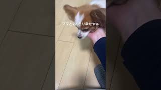 ママを溺愛するパピヨン #子犬 #dog #パピヨン #cute #doglover #puppy #cutepuppy #小型犬 #犬 #shorts