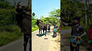 Kangayam Bull #bull #kala #kalapoot #kangayam #kangayambull #kangayamkalai