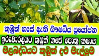 kumbuk medical plants/කුඹුක් ගසේ ඇති ඖෂධීය ප්‍රයෝජන✅🌿