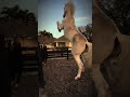 spicy 🔥 horse fypシ equestrain лошади subscribe рек конныйспорт рекомендации edit