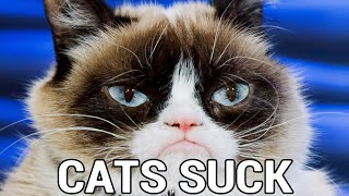 5 Reasons Why Cats Suck