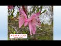 石鎚山（mt.ishizuchi 日本百名山）スライドショー with the original bgm