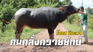 ทองหนองบัว ที่นิมะลาฟาร์ม จังหวัดหนองบัวลำภู