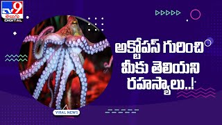 అక్టోపస్‌ గురించి మీకు తెలియని రహస్యాలు..! - TV9