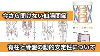 【今さら聞けない仙腸関節④】脊柱と骨盤の動的安定性について［スキマ時間で学ぶ理学療法］