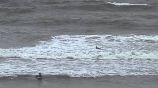 9:27/Wed/27/Aug/2014 TaitoBeachWaveInfo by asp-tany.com