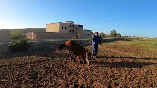 ذهبت لاحضار الحصان من المرعى الى البيت Tour Around Morocco