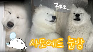 북극곰 같은 사모예드 | 대형견이 자는 모습은 어떨까?