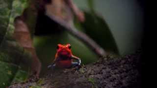 Strawberry Poison-Dart Frog (Dendrobates pumilio)