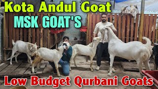 Low Budget Qurbani Goats At MSK Goat Farm | Kota Malwa Andul Bakre Mahpoli Bhiwandi