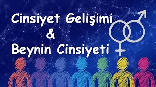 Cinsiyet Gelişimi, Beynin Cinsiyeti