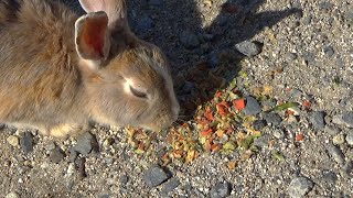 【 大久野島 】置き餌をなさらないでくださいね。兎が食べ終わるまで、どうか傍で見守ってあげてください🐰🐰