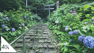 【4K】あじさいで有名な太平山を歩く