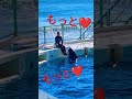 もっと❤️もっと❤️もっと❤️もっと❤️もっと❤️鴨川シーワールド🌸kamogawa seaworld🌷関東最大級のイルミネーションを誇る東京ドイツ村とのセットプラン‼️オルカ＆スマイル