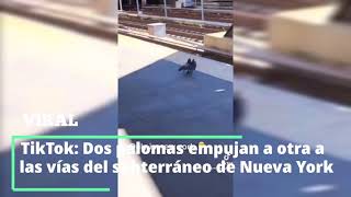 TikTok: Dos palomas empujan a otra a las vías del subterráneo de Nueva York