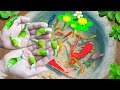 Amazing! Catch Colorful Tiny Ornamental Snails, Striped Horse Fish, Ornamental Fish | Fishing Video