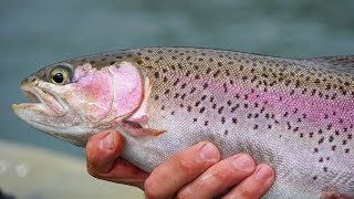 How To Catch Rainbow Trout from a Kayak | #FieldTrips West Coast | Field Trips with Robert Field