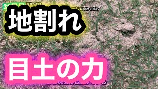 【芝生壊滅・TM9】31日目　芝生が謎の穴だらけ。砂漠がオアシスに変わる兆し