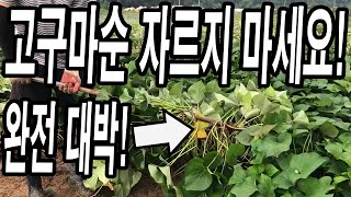 고구마 순 절대 자르지 마세요! 가장 편하고 다수확 하는 방법입니다!