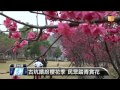 【2014.02.05】春節吸十萬遊客 雲林古坑賞櫻趣 udn tv