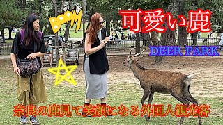 可愛い鹿🦌奈良の鹿見て笑顔になる外国人観光客💖NARA DEER | Japan deer park