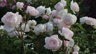 ✨初夏🎇のイングリッシュローズガーデンへ 🐦️✨（1/2） そらの花畑 世羅高原 花の森 To the English rose garden in early summer 🍉