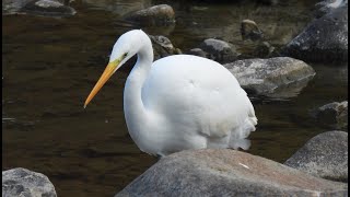 ダイサギの食事 ① 4K  / Great Egret