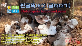 늦가을 소나무숲에 식용버섯 흰굴뚝버섯(굽더더기 : Boletopsis leucomelaena)