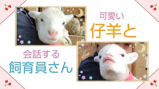 【石狩ひつじ牧場】可愛い仔羊と会話する飼育員さん