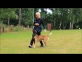 malinois rocco best of 3 jahre training unterordnung