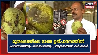 Malayalam News | മുതലമടയിലെ മാങ്ങ ഉത്പാദനത്തിൽ പ്രതിസന്ധിയും കീടബാധയും ; ആശങ്കയിൽ കർഷകർ