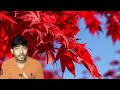 🌲maple tree information in hindi मेपल के पेड़ की जानकारी maple plant ki jankari.