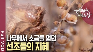 [내레이션✨고두심] 밥상을 살리는 한 꼬집! 겨울 소금. 지리산 뽕소금 & 붉나무 소금 & 자죽염 | 한국인의 밥상 | KBS 20241212 방송