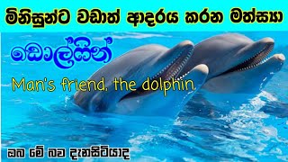 ඩොල්ෆින් ගැන හැමදේම සිංහලෙන් / Everything About Dolphin In Sinhala / KD Aquarium