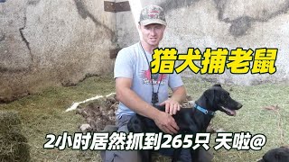 农场老鼠泛滥，猎人只用4条狗子就抓到了几百只老鼠