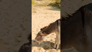 Full enjoy#donkey #youtubeshorts #shortsfeed #trendingshorts