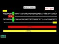 allele specific pcr arms pcr