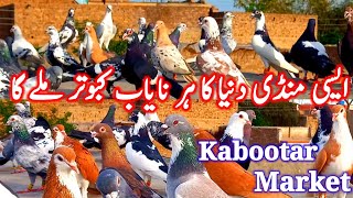 Such a Market will Get every Unique Pigeon in the World | Kabootar Market | Besy Pigeon Market |