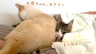 朝は意外と寝坊助ちゃんの末っ子猫と「ご飯くれ」アピールがすごい姉兄猫