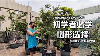 盆栽如何高产？记住一个修剪诀窍，1棵抵2棵产量，结构简单挂果多