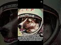 perros en el espacio pioneros de la exploración espacial 2