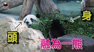 20211219 圓圓跟圓寶融合為一熊的瞬間 The Giant Panda Yuan Yuan and Yuan Bao