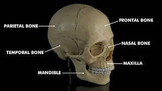 Human skull anatomy \u0026 Physiology: 3d animation