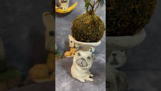 パグの苔玉器をつくるHow to make a container for moss ball #pug  #shorts #苔玉 #ceramics #pottery #making #clay