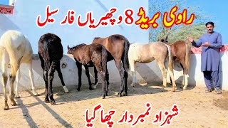 Ravi Breed Desi Female Horses For Sale | Khubsurat Wacheriyan