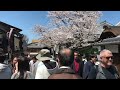 the京都 清水寺 2024.4.7 参道 桜満開🌸