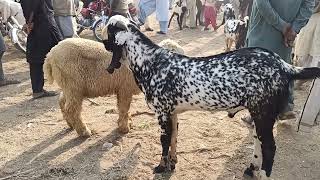 Most beautiful makhi cheeni big bakra in bakra mandi / Big goat male of makhi cheeni breed video