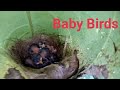 The lovely baby birds